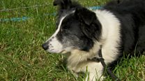Sheep dog trials held in Macclesfield