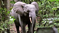 British army on elephant-saving mission