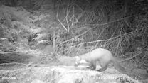 First Pine Marten in 24 years spotted in North Yorkshire