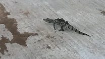 Crocodile found at lake was illegally dumped