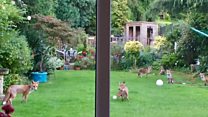 Foxes team up for garden games