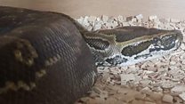 Satan the escaped snake recaptured