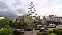 Rare tequila plant grows 30ft in weeks