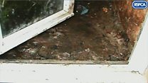 30 cats found in faeces-ridden house