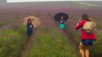 Lavender farm gets Asian tourist influx