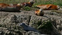 Seals given rust orange 'makeover'