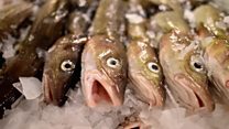 Electrofishing - fracking of the sea?