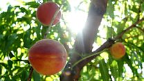 Where have all the peaches gone?