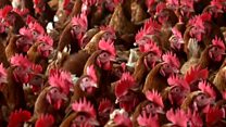 Energy crisis hits Zambian farmers