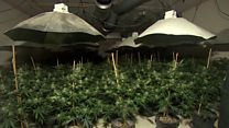 Secret bunker cannabis growers jailed