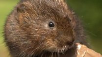Victory for the Water voles as thousands return to Hampshire