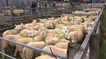 Prìsean measgaichte aig Fèill na Luirge