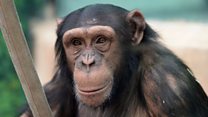 Chimps can play rock-paper-scissors