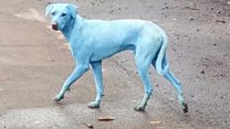 Mumbai's blue dogs