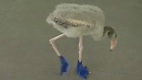 Blue boots for baby flamingo