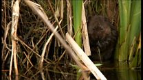 Flood work to help endangered vole