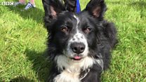 Go fetch: Dogs compete in ball challenge
