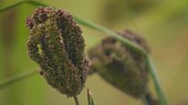 Can these super-crops feed Africa?
