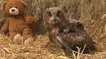 Owl's legs in splints due to rare disorder