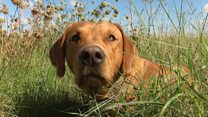 Over a million dogs in the UK suffer from hay fever