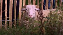 Watch: Sheep shipped in to graze in Green Park