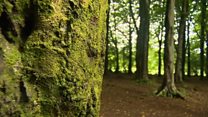 Ffrae am dorri coed ger Castell Coch