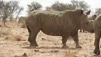 Des cornes de rhinocéros vendues aux enchères
