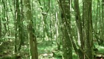 Is Europe's last fairy tale forest at risk?