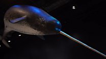 Unicorn of the sea: Narwhals' Arctic home is melting