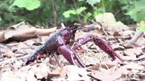 Crayfish take over Berlin park