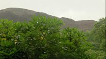 Brwydr Eryri â'r rhododendron