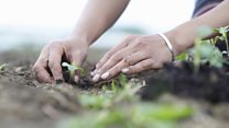 ما معنى كلمة gardening؟