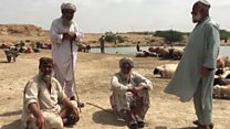 افغان قالین باف بکرے بیچنے پر مجبور