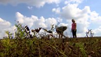 'UK first' lentil crops harvested