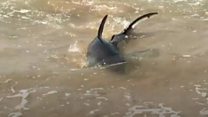 Shark moves in to Australian swimming pool