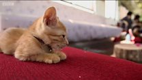Поездде жагымдуу жаныбарлар менен жүргүңүз келеби?