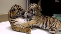 Tiger cubs meet for the first time