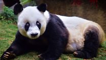 World's oldest giant panda dies aged 37