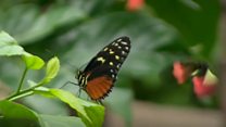 Buttterfly man's loves 'flying flowers'