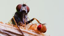 How killer flies have the fastest vision of any animal