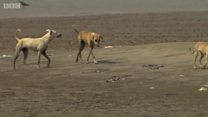 कराचीजवळचं 'डॉग आयलंड'!