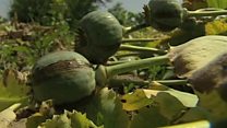 بررسی چگونگی مبارزه با کشت و تولید مواد مخدر در افغانستان