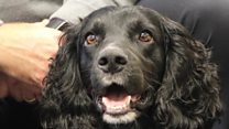 Funeral home uses bereavement support dog