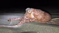 Octopuses 'walking out of the sea'