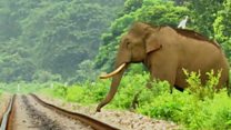 हाथी और इंसान के बीच जानलेवा जंग