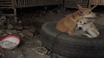 Daging Anjing dianggap dorong sebarkan rabies?