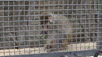 Bakı Zooloji Parkı: heyvanların saxlanma şəraiti necədir?