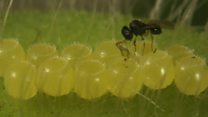 The growth of biological pest control