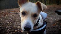 UK police officer rescues Irma storm dog