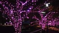 Cooking oil lights up Japan's cherry trees